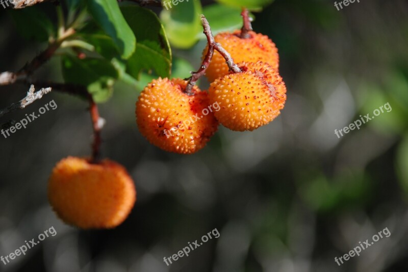 Fruit Berry Nature Bush Red