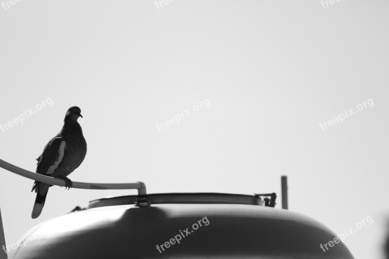 Pigeon Grey Black White Water Tank Free Photos