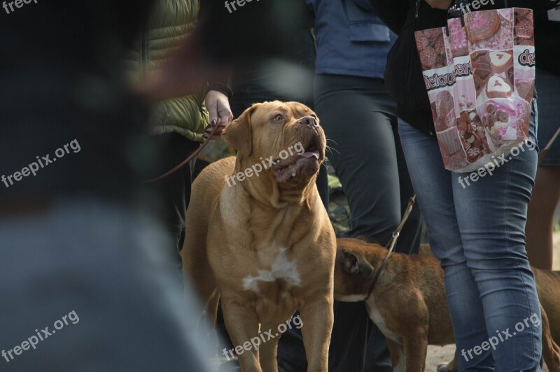 Dog Pets Red Dog Breeds Of Dogs View