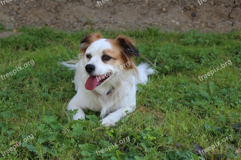 Dog Płochacz Happy Dog At The Court Of Animal