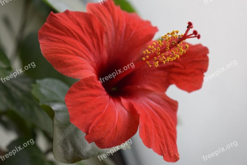 Japanese Rose Petals Red Flower Free Photos