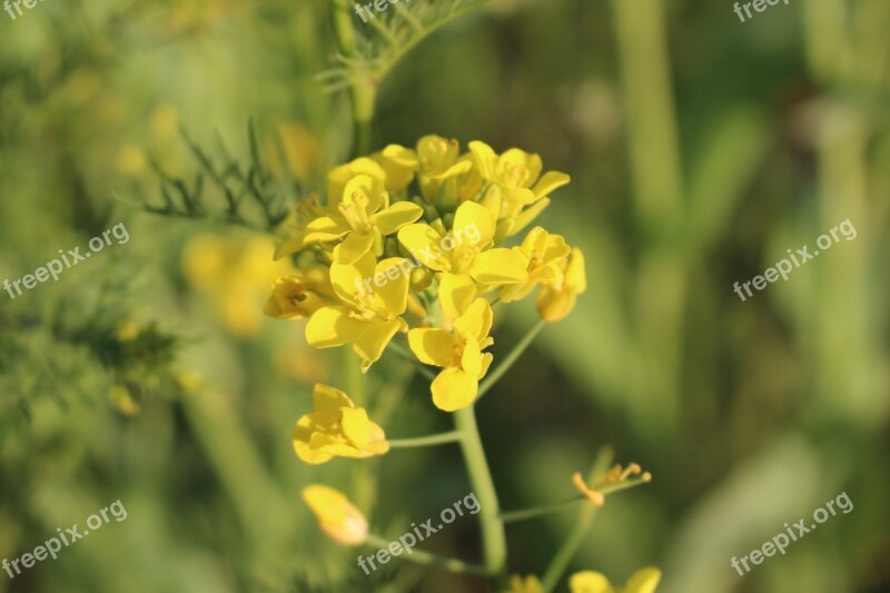 Flowers Pulkkot Yellow Plants Wildflower