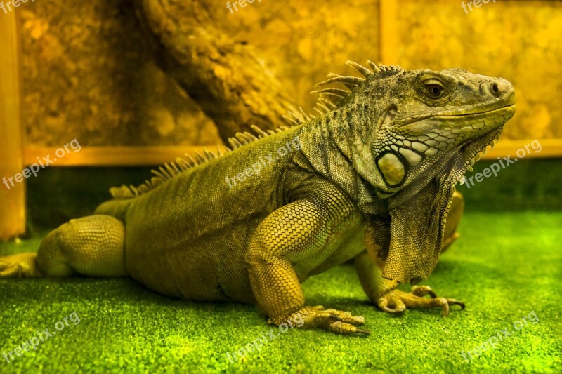 Lizard Iguana Reptiles Nature Dragon