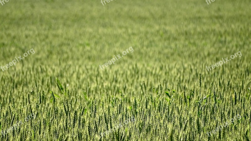 Wheat Field Kolos Nature Wheat Ripens