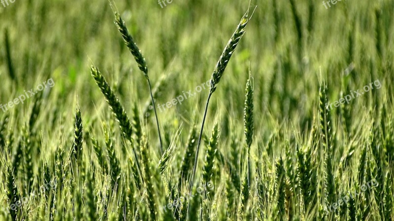 Spikes Wheat Kolos Agriculture Crops