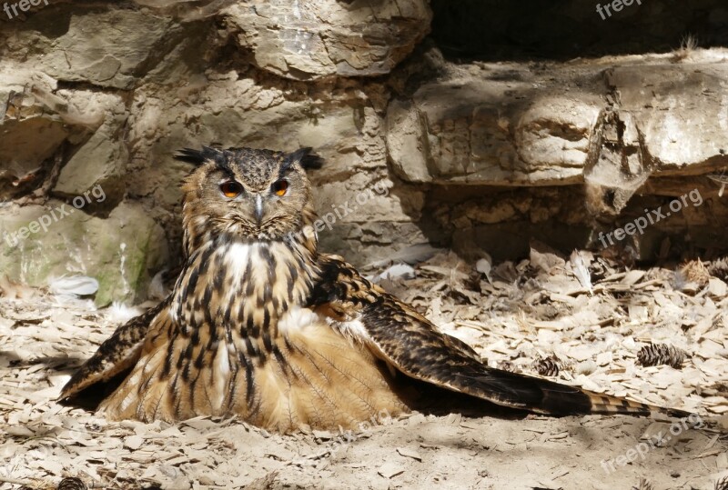 Eagle Owl Griffin Owl Bird Feather