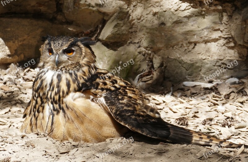 Eagle Owl Bird Owl Feather Bird Of Prey