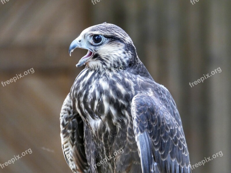 Griffin Bird Raptor Nature Plumage