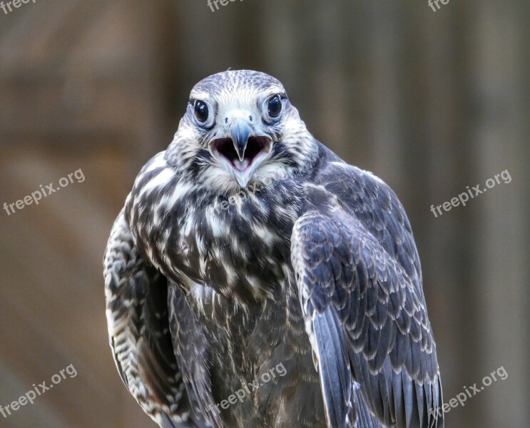 Griffin Bird Raptor Nature Plumage