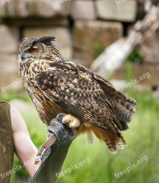 Eagle Owl Bird Owl Bird Of Prey Feather