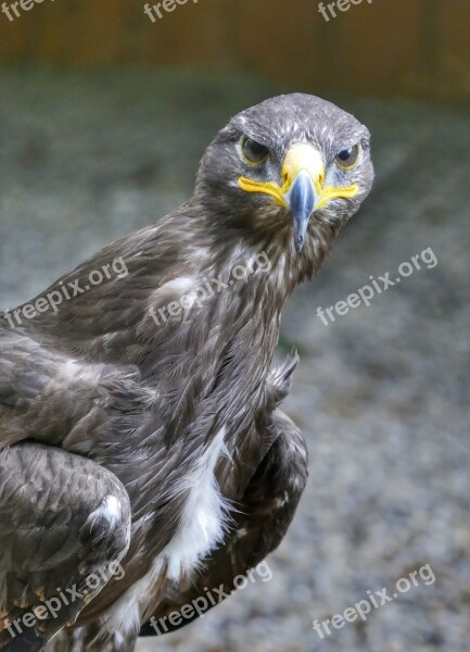 Griffin Bird Raptor Nature Plumage