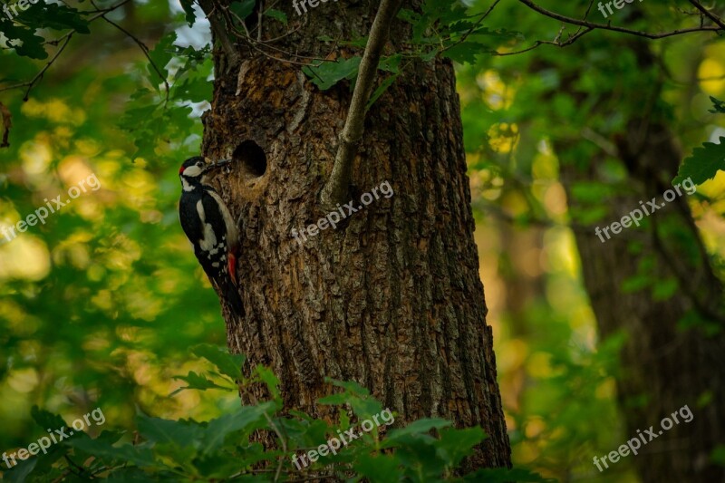 Woodpecker Forest Nature Forest Animal Bird