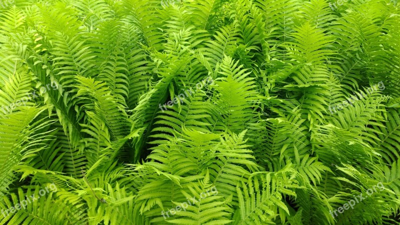 Ferns Green Leaves Background Leaf