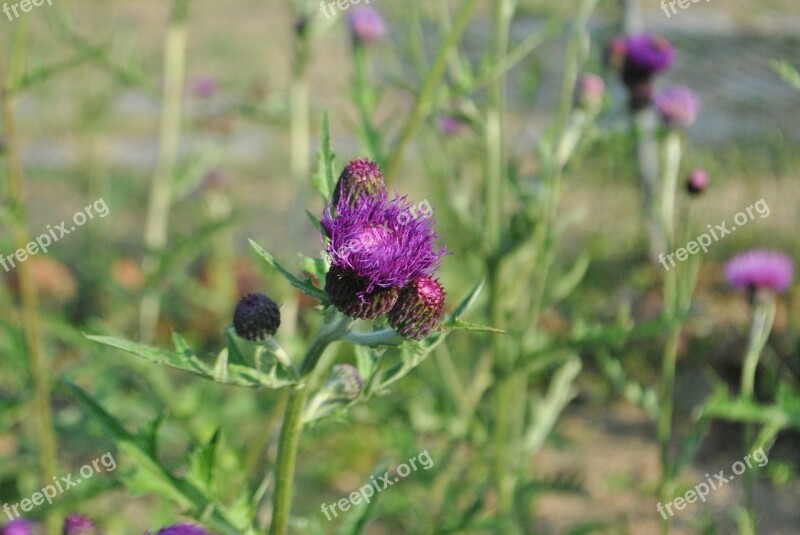 Referred Introduction See Flowers Purple Nature Plants