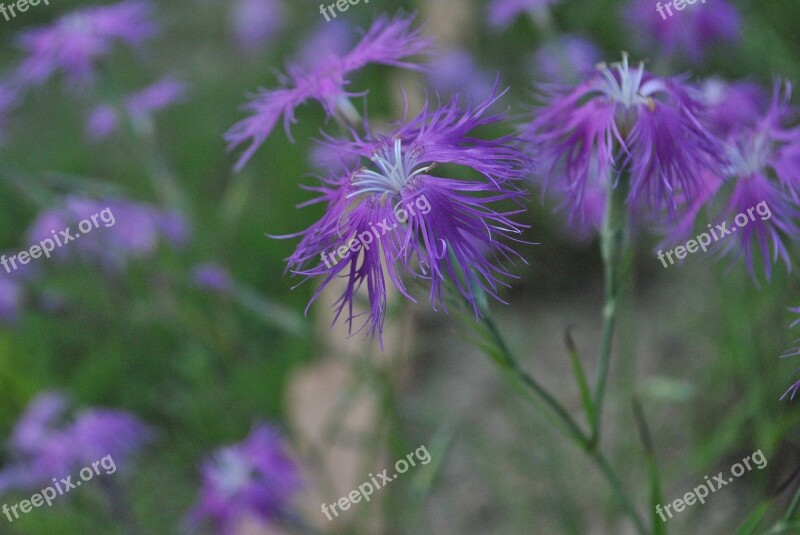 See Flowers Purple Nature Plants Behold