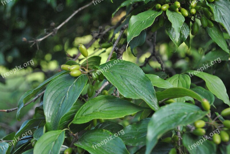 Fruit Plants Nature Greenness Leaf