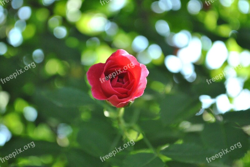 Buds Flowers Rose Plants Red Rose