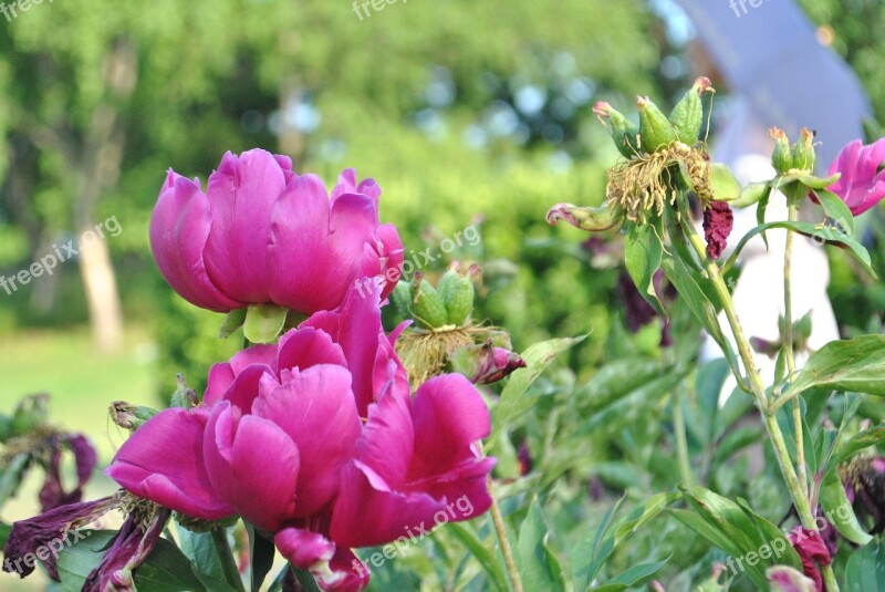 Peonies Flowers Nature Plants Garden