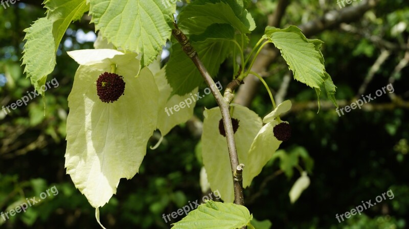 Plant Handkerchief Tree Blossom Bloom Close Up