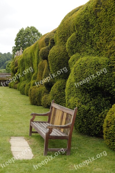 Bank Hedge Thuja Cut Garden Wall