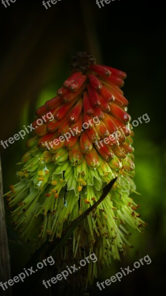 Kniphofia Cake Flower Yellow Red