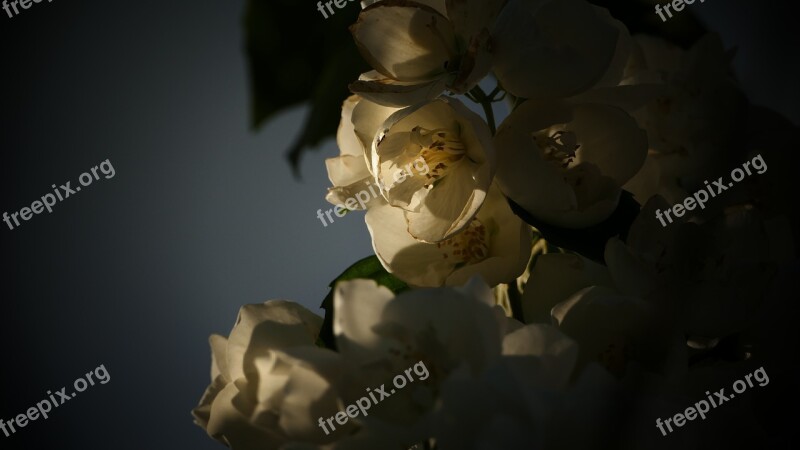 Flower White Light White Flower White Flowers