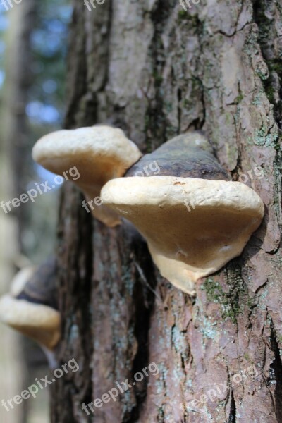 Tree Growth Mushrooms Nature Fungus Growth