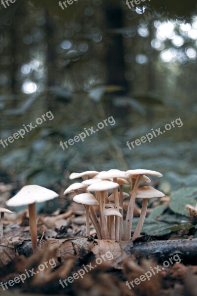 Mushroom Macro Istanbul Purple Detail