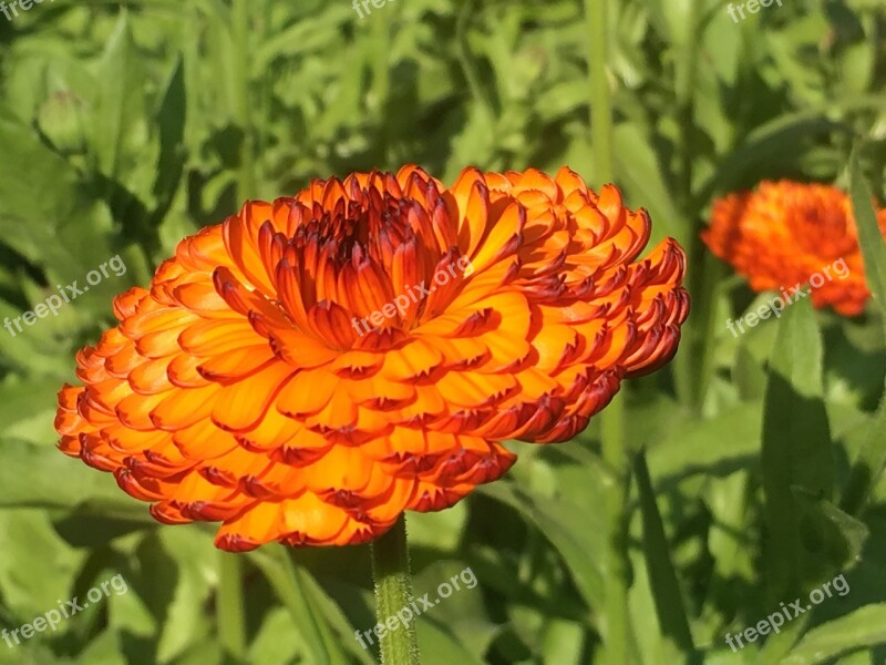 Marigold Orange Flower Autumn Garden