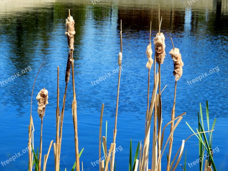 Cattails Water Blue Nature Pond