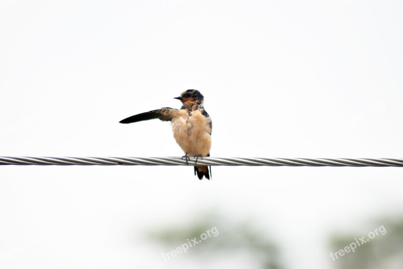 Swallow Bird It Was There Migration Birds