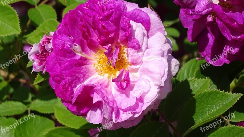 Rose Bush Rose Blooms Beautiful Large Flowers