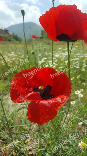 Papaver Rhoeas Flower Open Air Mountain Kayseri