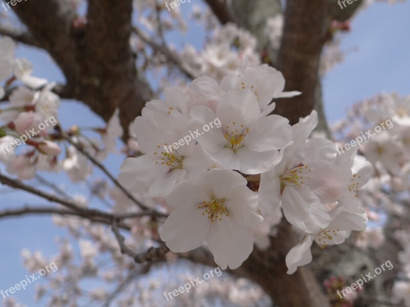 Cherry Blossoms Spring Cherry Trees Japan Flowering