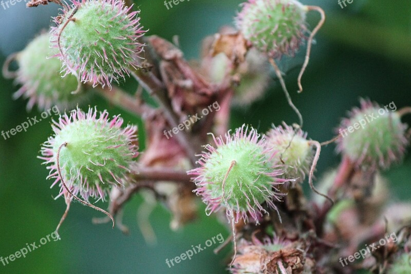 Horse Chestnut Aesculus Hyppocastanum Ordinary Rosskastanie Chestnut Chestnut Tree