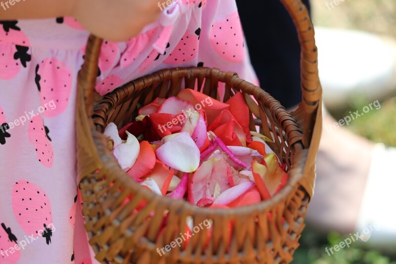 Corpus Christi Feast Girl Carrying Basket Different Colors Rose Petals Procession Tradition