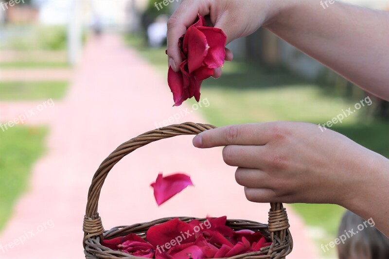 Corpus Christi Feast Basket Girl Throw Rose Petals Procession Tradition