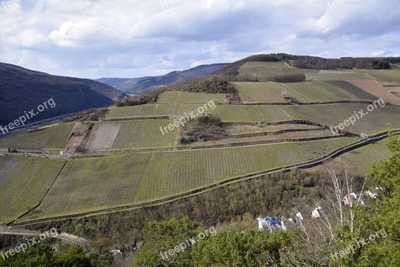 Vineyard Rudesheim Rhine Wine Region Wine Growing Area