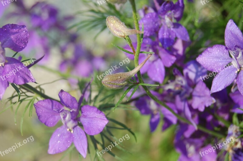 Consolida Regalis Grass Cornet Larkspur Flower Drops