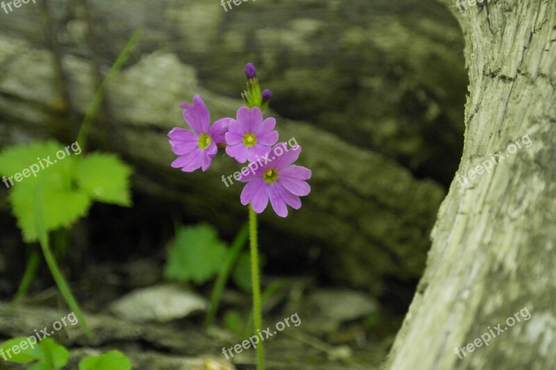 Flowers Wildflower Primrose Nature Free Photos