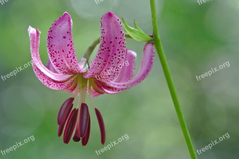 Blossom Bloom Lily Turk's Cap Lily Forest Flower