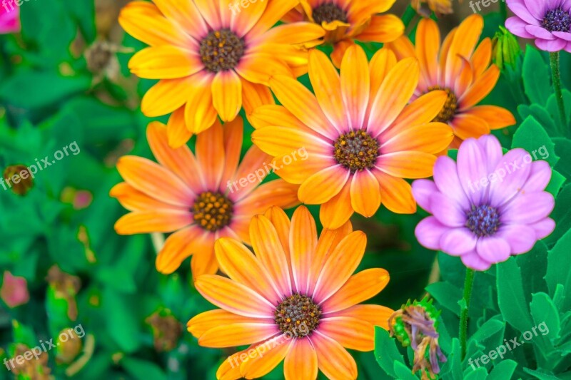 Chrysanthemum Xie Natural Bloom Plant