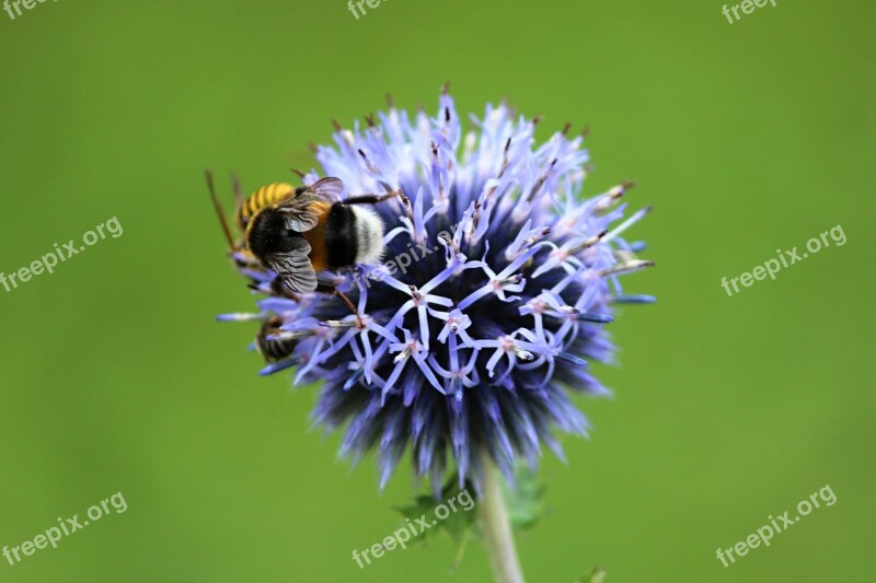 Flower Bumble-bee Insect Macro Summer