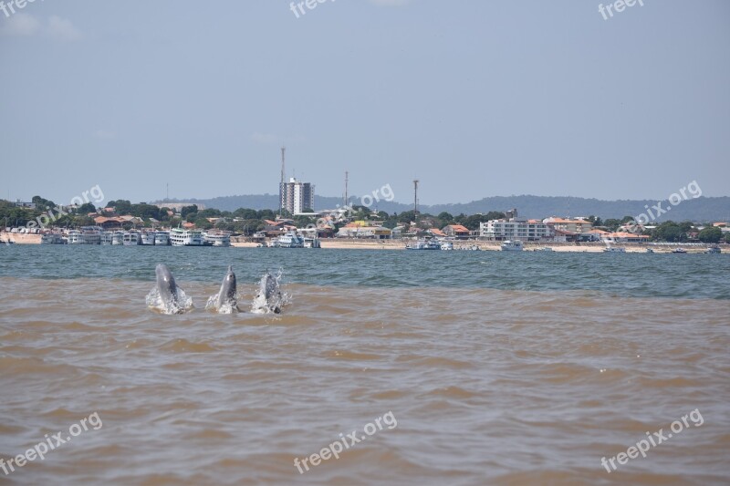 Rio River Amazon Brazil Boto