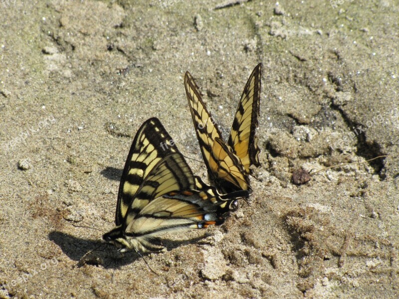 Butterflies Mating Nature Insect Monarch