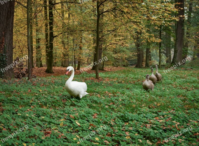 Swans Mute Swan Cygnet Bird Gray