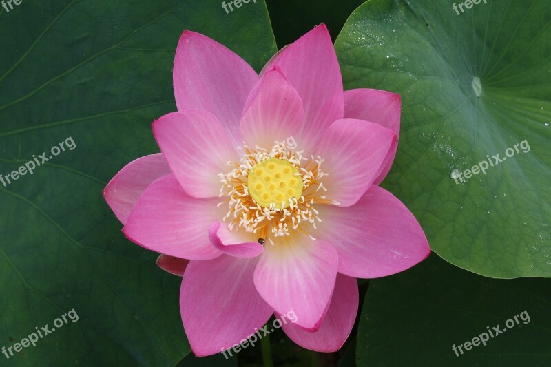 Lotus 井戸尻 Plant Free Photos