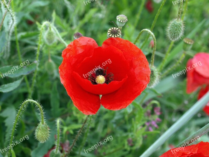 Wild Poppy Poppy Common Red Flower Spring Wild Flower