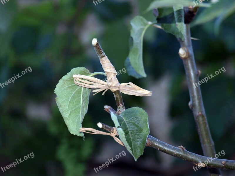 Graft Tree Branch Graft Branch Outbreak Manzano