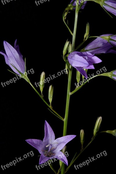 Acker Bell Flowers Bluebells Petite Bellflower Blue Purple Wild Flower